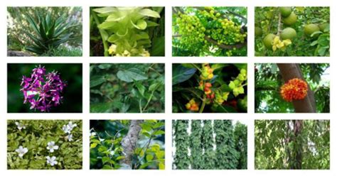 Be it a flower or a stone, humans are attracted toward the bright colors. Scientists Identify 28,000 Medicinal Plants that Treat Any ...