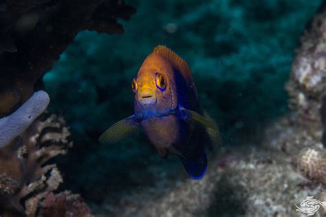 African Pygmy Angelfish Facts And Photographs Seaunseen