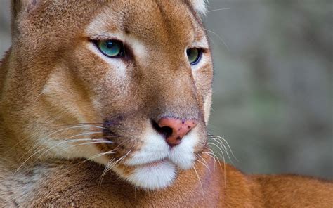 Cougar Image Id 276020 Image Abyss