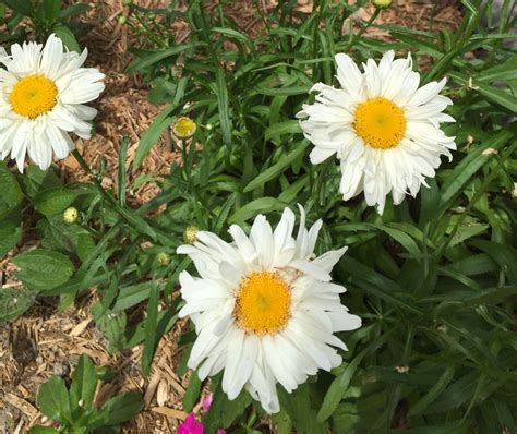 Shasta Daisy Plants Garden Flowers
