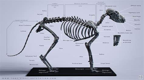 Artstation Fox Skeleton Diagram Tony Camehl Fox Anatomy Skeleton