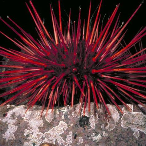 Sea Urchin Invertebrates Wildlife Jsmith Mrowl