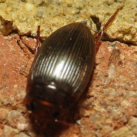 Small Flat Oval Copelatus Glyphicus Bugguidenet