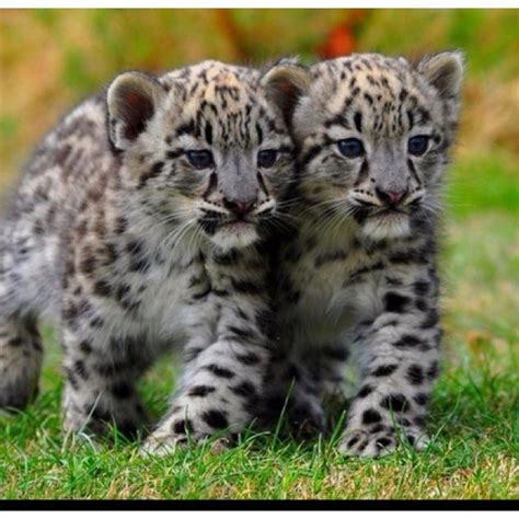 Baby Snow Leopards Cats Pinterest