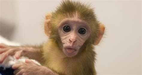 Chinese Scientists Successfully Put Human Genes Into Monkey Brains
