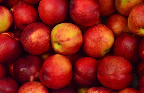 Gambar Buah Epal Kosong 20 Khasiat Apple Untuk Kesihatan Anda Rihura Kurma Ajwa Premium