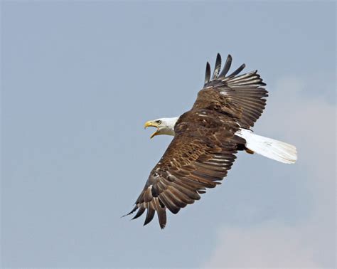 Bald Eagle In Flight From Side John Carr Usfws Vol Friends Of The