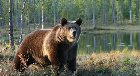 Wild bear watching experience - Finland Holidays