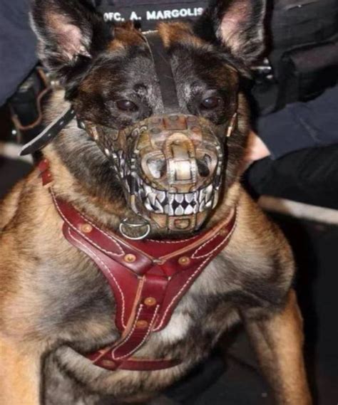 Do Military Dogs Have Titanium Teeth