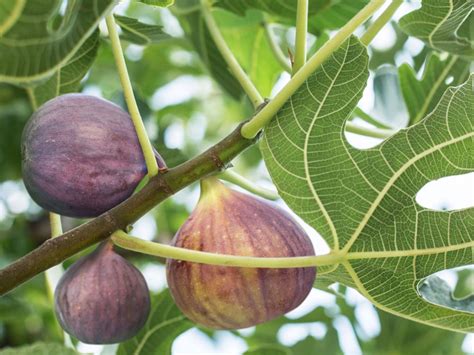 Quando As Figueiras Comuns Produzem Frutos Em Formação