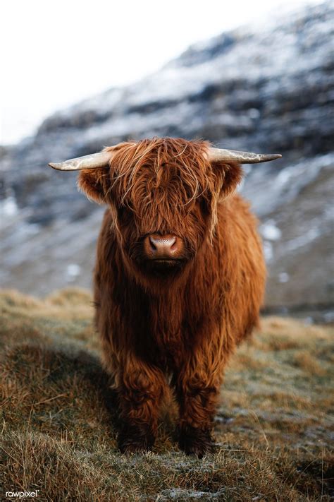 Gallery Of Scottish Highlander Cattle