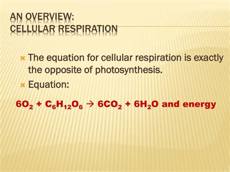 Ppt Cellular Respiration Powerpoint Presentation Free Download Id