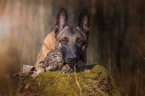 Adorable Gallery Captures The Unlikely Friendship Between A Dog And Owl