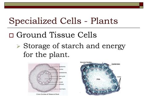 Specialized Cells Ppt Download