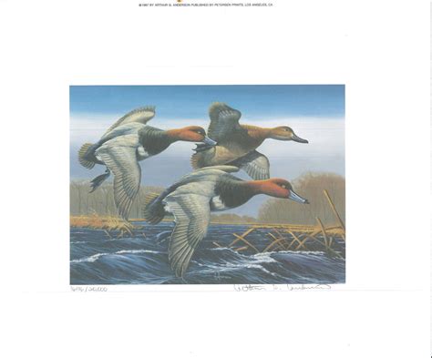 1987 Federal Duck Stamp Rw54 Redheads Painting Print By Arthur Anderson