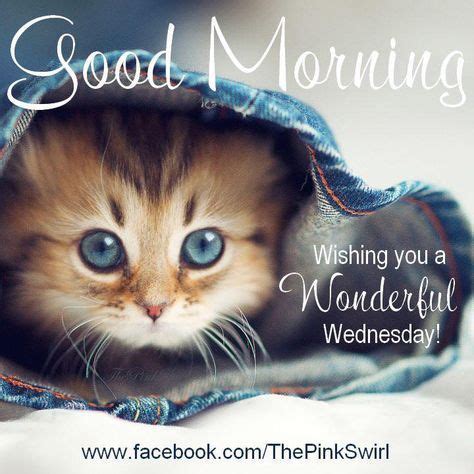 Good Morning Wishing You A Wonderful Wednesday Wednesday Kitten Cat