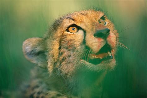 Cheetah Cub Nat Geo Photo Of The Day