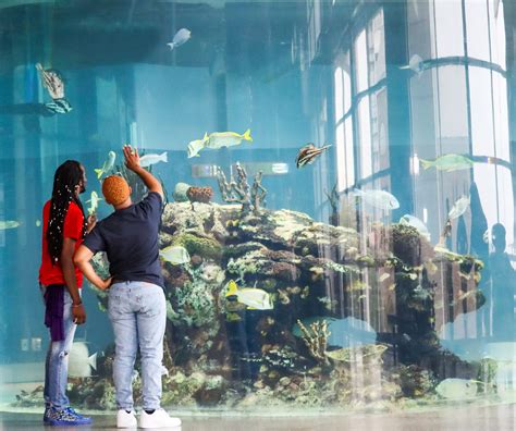 South Carolina Aquarium Tickets Hours And Other Tips