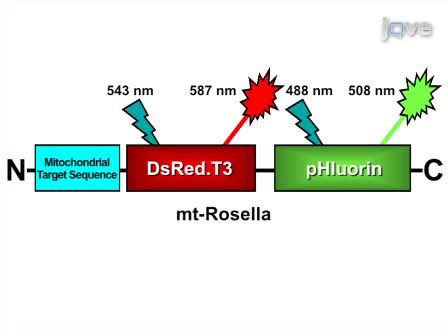 A Fluorescence Microscopy Assay For Monitoring Mitophagy In The Yeast