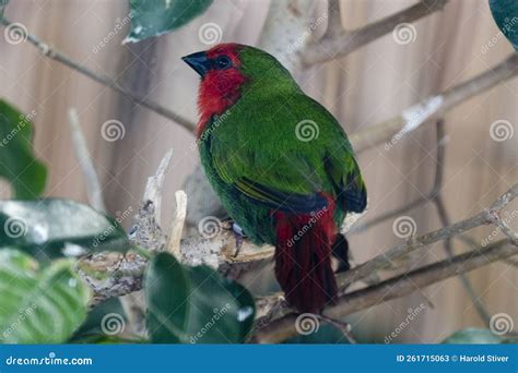 Red Throated Parrotfinch Erythrura Psittacea Perched On A Branch