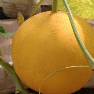 Jun 06, 2021 · resep es sarang burung melon. (PDF) Teknik Budidaya Melon (Cucumis melo .L) secara ...