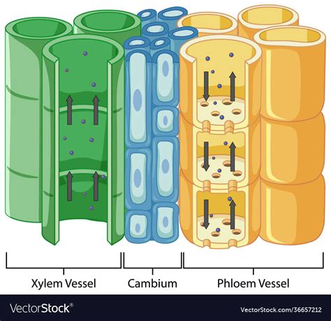 Diagram Showing Vascular Tissue System In Plants Vector Image