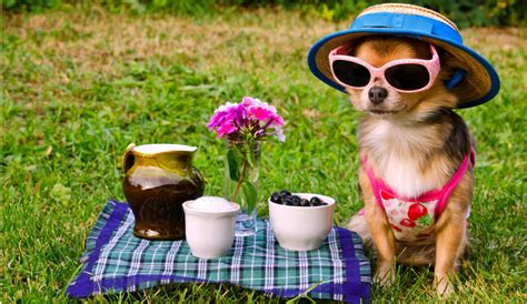 Jul 30, 2021 · history of national dog day in 2004, colleen paige, a dog advocate, and expert decided to take august 26th, the day she adopted her dog, to be a day to celebrate every dog in the world. National Spoil Your Dog Day 2019 - National and ...
