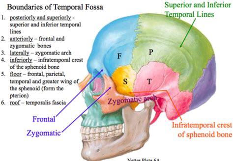 Temporal And Infratemporal Fossae Flashcards Quizlet