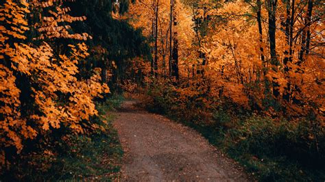 Download Wallpaper 3840x2160 Path Forest Autumn Trees