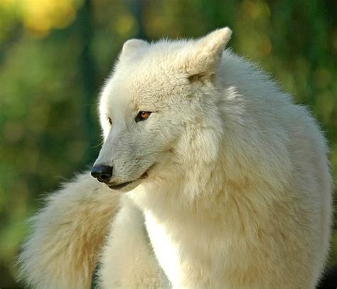 White Wolf White She Wolf