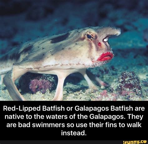 Funny Looking Animals With Captions