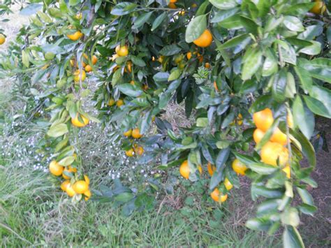 I have a satsuma tree planted in my back yard. Louisiana Swamp Tours: Home Grown Louisiana Satsumas