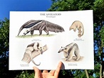 Anteater Species Poster Chart A4 / A3 Giclée Art Print Watercolour ...