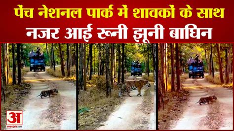Bandhavgarh Tiger Reserve खतल जन म परयटक न कय बघन तर क