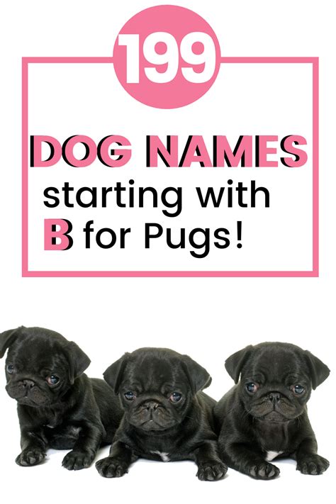 Best Dog Names For Pugs Dog Names Pug Names Female Dog Names