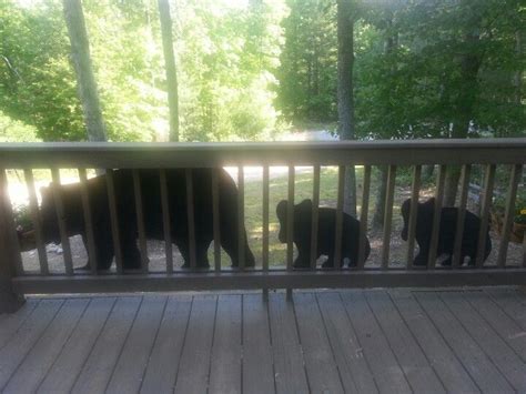 We did not find results for: Bears silhouettes on the deck | Lodge look, Bear ...