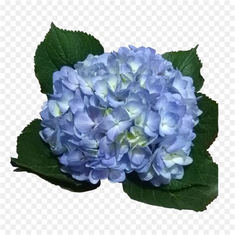Newton originally divided the spectrum into six named colors: Hydrangea Light blue Violet Flower - hydrangea png ...