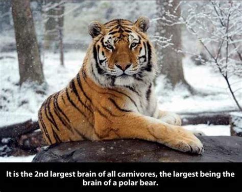 22 Fascinating Facts About The Tiger In 2020 Tiger Facts Fun Facts