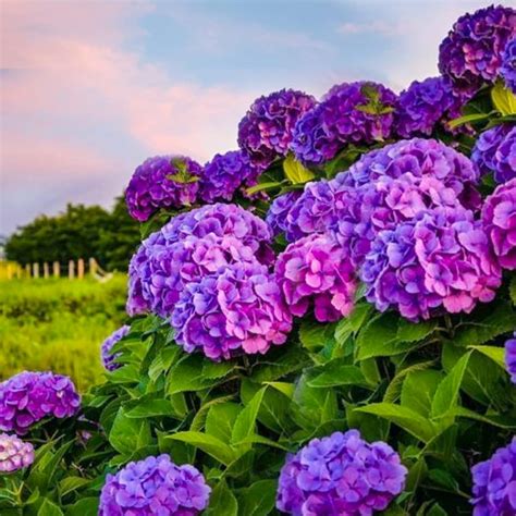 Dark Purple Hydrangea Perennial Hardy Garden Shrub Bloom 5 Etsy