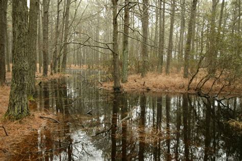 Free Images Landscape Tree Water Nature Marsh Swamp Wilderness