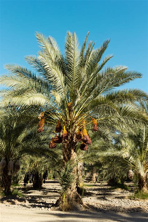 date_palm_grove | Food Over 50