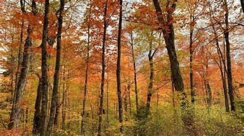 How The Drought Is Impacting Minnesotas Fall Colors And Leaf Peeping