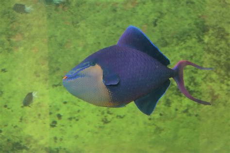 Red Toothed Triggerfish Odonus Niger Zoochat