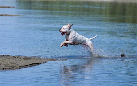 Dogo Argentino All Big Dog Breeds