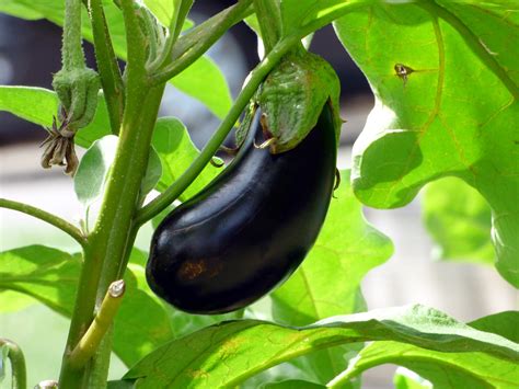 Your Ultimate Guide To Growing Delicious Eggplant In Containers