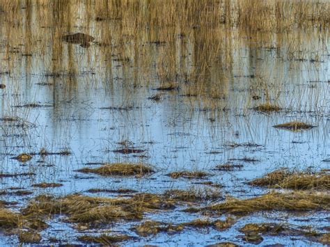 Free Images Landscape Tree Nature Grass Marsh Swamp Winter