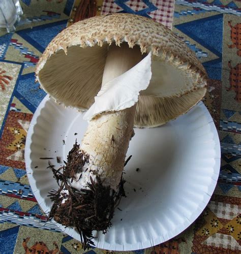 Mushroom Identification Guide North America Yoiki Guide