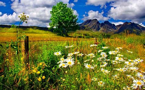 Spring Landscape Chamomile Flowers And Green Grass