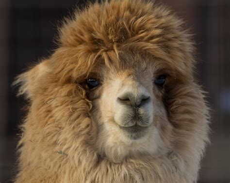 Fun Facts About Cute Animals Alpaca Edition Explore Awesome