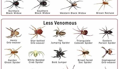 Spiders in Kansas:List with Pictures